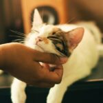 la toxoplasmose