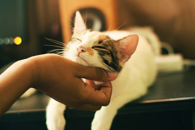 la toxoplasmose